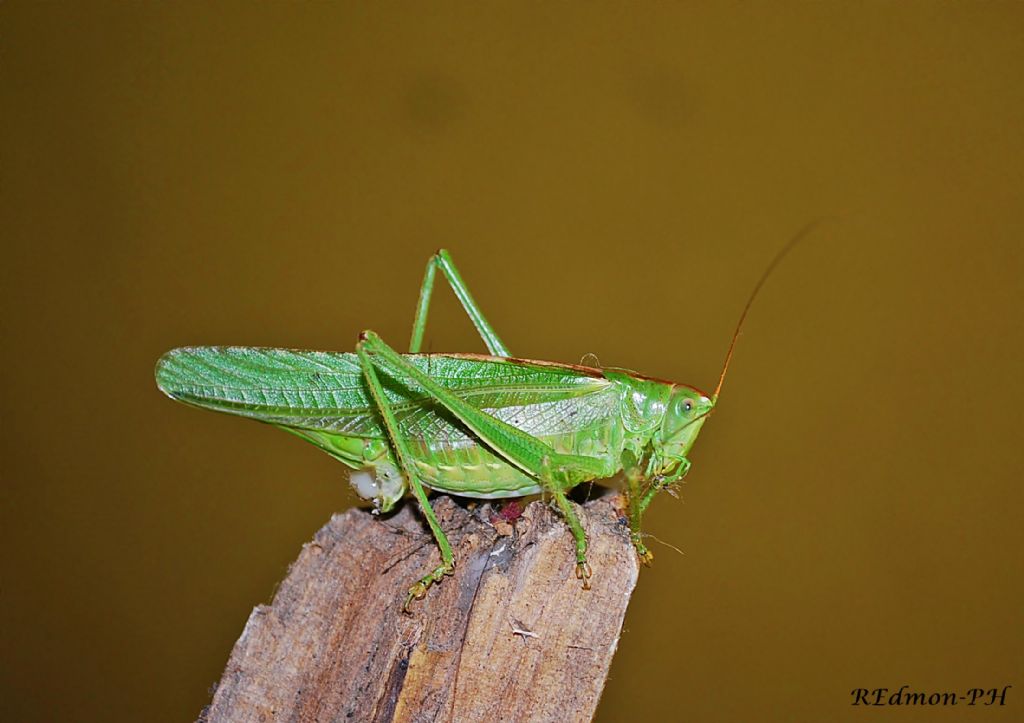 Tettigonia viridissima con preda